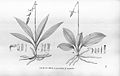 Cyclopogon argyrifolius (as syn. Spiranthes argyrifolia) plate 45, fig. I in: Alfred Cogniaux: Flora Brasiliensis vol. 3 pt. 4 (1893-1896)