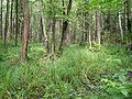 Red Marsh nature reserve (Poland)