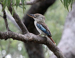 Dacelo leachii Daintree 1. jpg