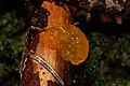 Dacrymyces palmatus