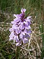 Dactylorhiza majalis subsp. sphagnicola