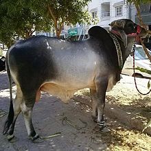 Dajal cattle.jpg