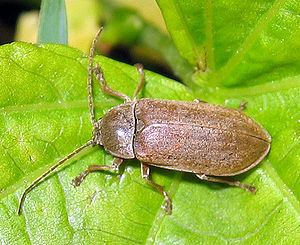 Hairy bog soft beetle (Dascillus cervinus)
