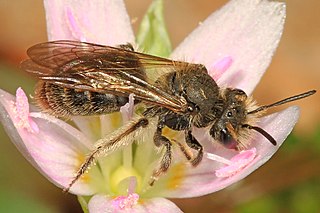 <i>Andrena erigeniae</i> Species of bee