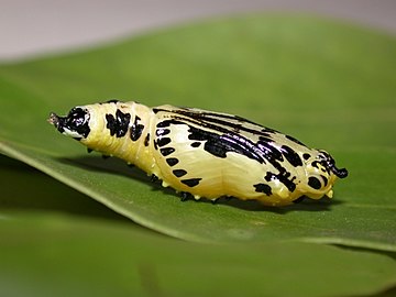 Deliaseucharis pupa sec.jpg