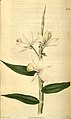 Dendrobium aphyllum (as syn. Dendrobium pierardii) plate 2584 in: Curtis's Bot. Magazine (Orchidaceae), vol. 52, (1825)