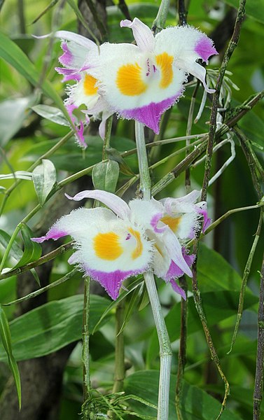 File:Dendrobium devonianum Devons Dendrobium.JPG