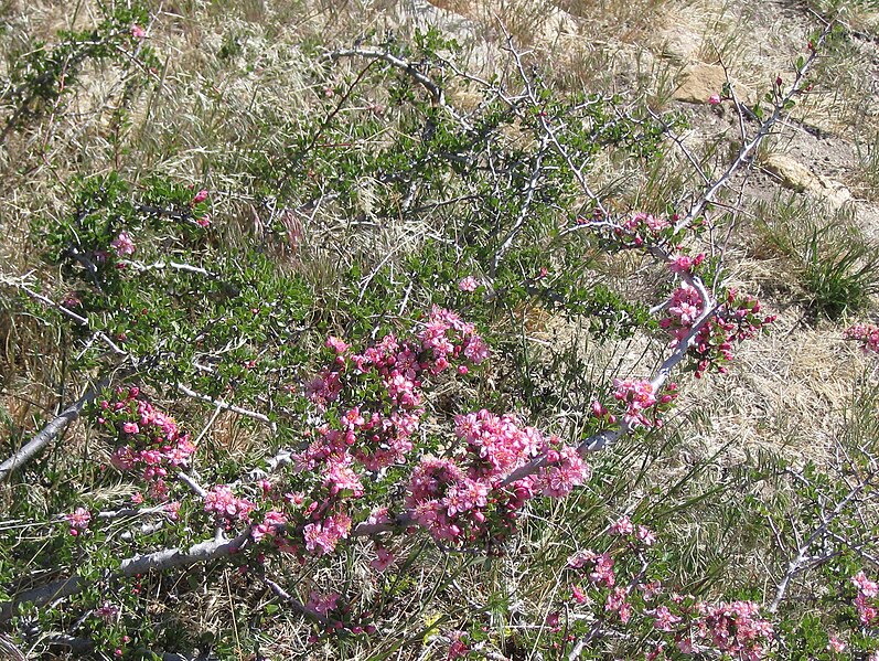 File:Desert peach Prunus andersonii.jpg