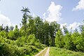 Beech forest on the southeast slope of the Grotenburg