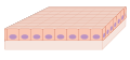 Diagram of basal cells CRUK 410.svg