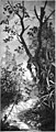 Die Gartenlaube (1889) b 797.jpg Stickerei auf gemalter Seide von H. Mankiewicz (2)