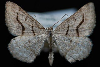 <i>Digrammia rippertaria</i> Species of moth
