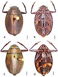 Miniatura para Dineutus truncatus