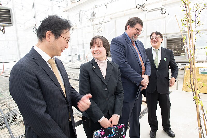 File:Diplomatic gift by Japan of Cherry trees to the United States at USDA Beltsville, Maryland plant inspection station to thoroughly inspects the trees on 9 April 2024 - 9.jpg