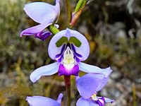 Disa graminifolia