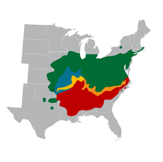 Distribution of the species of the genus Magicicada in the U.S.: green = 17-year cicadas; other colors = 13-year cicadas; blue = M. neotredecim, yellow = overlap of M. neotredecim with M. tredecim Distribution magicicada usa fixed.png