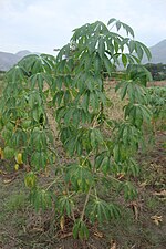 Vignette pour Virus de la striure brune du manioc