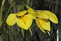 Diuris protena Australia - North-West Victoria Mount Jeffcott