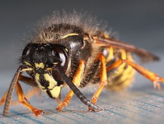 Dolichovespula saxonica-a.jpg