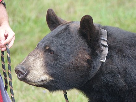 A tame American black bear on a leash