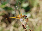 ♀ Sympetrum fonscolombii