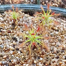 Drosera titik tertinggi photo.jpg