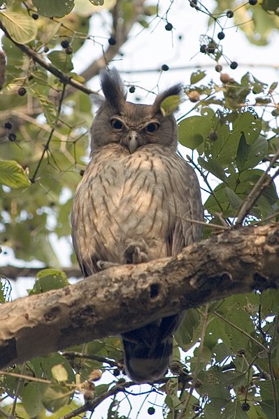 File:Dusky eagle owl Bubo coromandus (2154437883).jpg