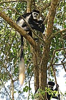 C. g. occidentalis v rezervatu za divje živali Semliki v Ugandi
