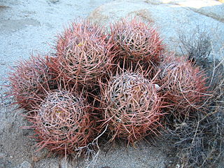 <i>Echinocactus polycephalus</i> Species of cactus