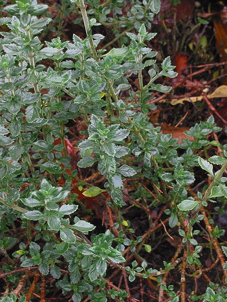 Tập_tin:Echte_gamander_plant_Teucrium_chamaedrys_subsp._germanicum.jpg