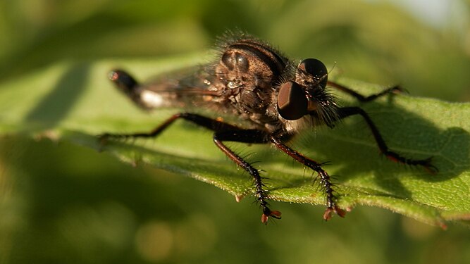 Robber Fly (Asilidae)