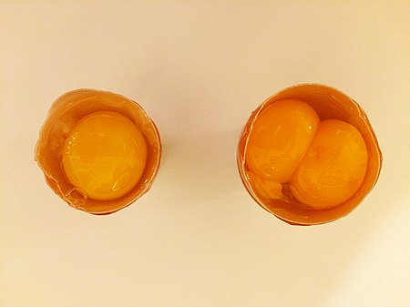 Egg and maxi egg 2.jpg
