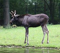 Elch (Alces alces), Tierpark Hellabrunn, München