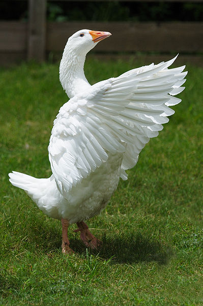 File:Embden goose at zoo.jpg