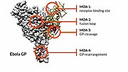 Thumbnail for Epitope mapping