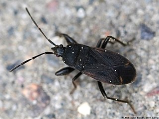 <i>Eremocoris</i> Genus of true bugs