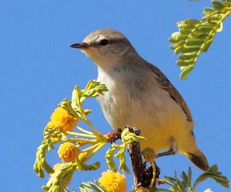 Eremomela_icteropygialis