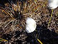 Eriophorum scheuchzeri