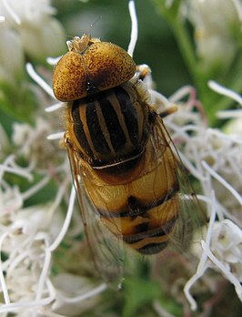 Eristalinus quinquestriatus