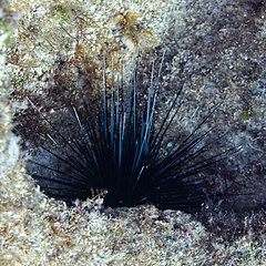 File:Erizo diadema (Diadema setosum), Pistol Bay, Pafos, Chipre, 2021-12-12, DD 01.jpg (Category:Diadema setosum)