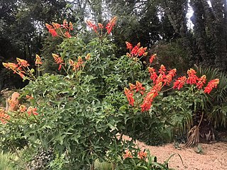 <i>Erythrina humeana</i> Species of legume