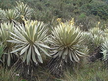 Espeletia killipii en el Páramo de Guasca, Colombia