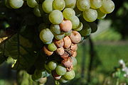 Von Essigfäule befallene Beeren/Trauben riechen nach Essig. Befallene Beeren müssen händisch vom Rest der Traube getrennt werden.