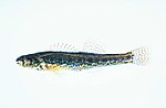 Miniatura para Etheostoma fusiforme