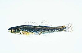 Etheostoma fusiforme