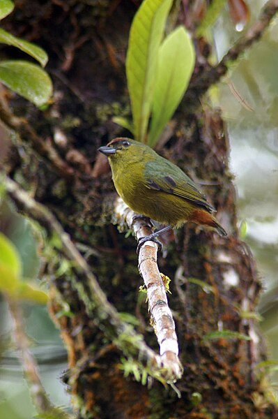 File:Euphonia-gouldi-1.jpg