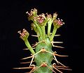 Euphorbia micracantha