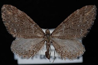 <i>Eupithecia scabrogata</i> Species of moth