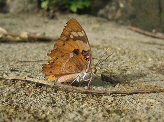 Under side; Bhenskatri, Dang, Gujarat, India Euthalia nais.JPG