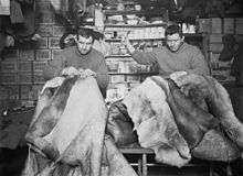Petty officers Edgar Evans and Crean mending sleeping bags (May 1911) EvansCrean1911.jpg